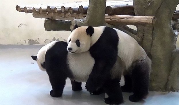 В зоопарке Тайваня искусственно осеменили панду, которая не смогла забеременеть от партнера