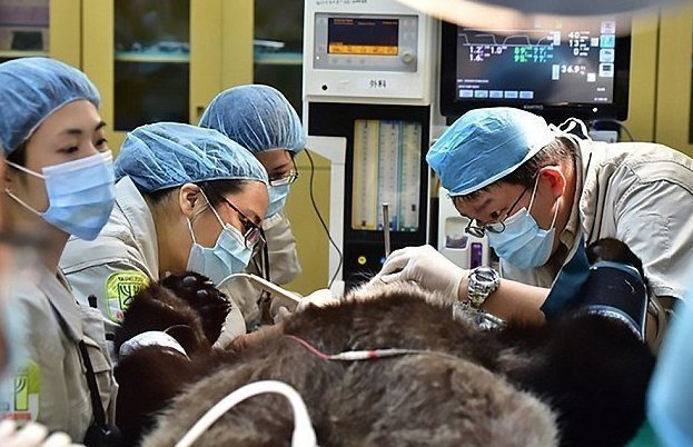 В зоопарке Тайваня искусственно осеменили панду, которая не смогла забеременеть от партнера