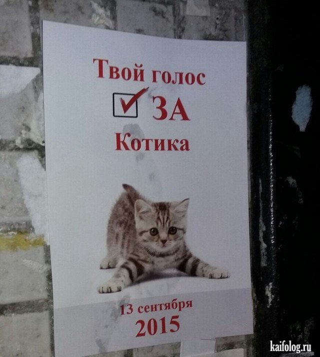 Котики или смерть!