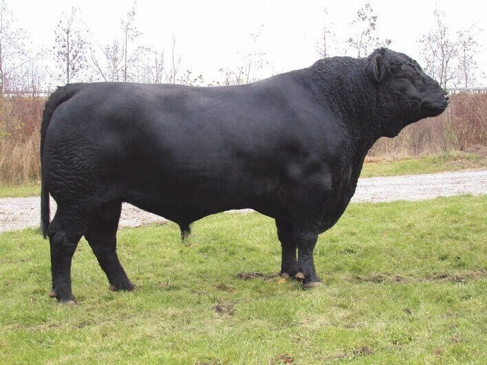 Абердин-ангусская мясная порода. Отличается быстрым набором веса, быки весят около 1000 килограмм