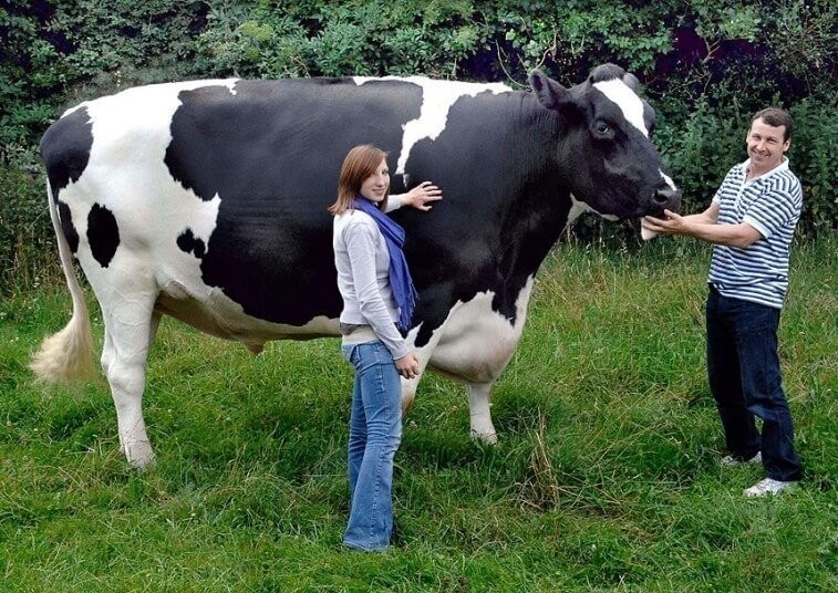 Голштино-фризская порода (Holstein Friesian Cows) - самая распространенная порода в мире. Однако среди них часто попадаются гиганты по росту. Например корова Блоссом имеет рост в холке - 197 см, а бык Триггер (на фото) более 2-х метров