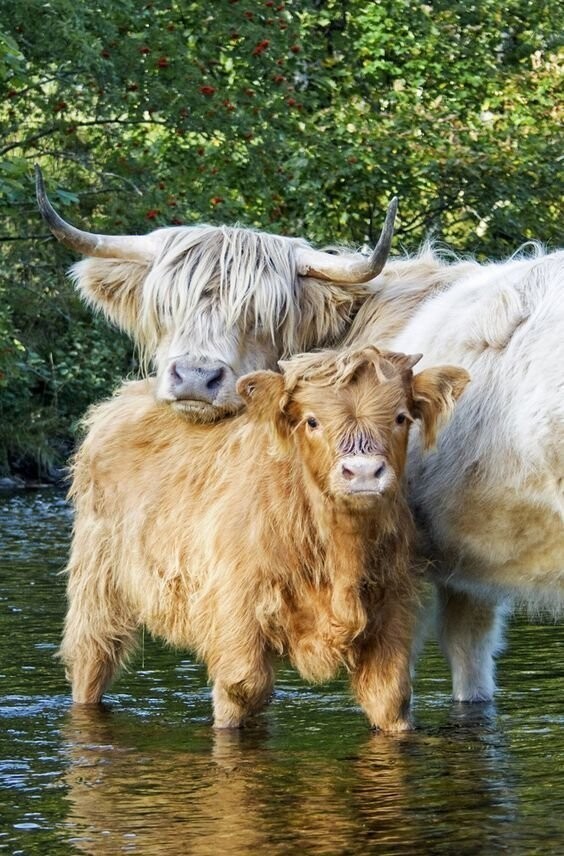 Хайленд, хайлендская порода — шотландская порода коров, имеющих длинные рога и длинную волнистую шерсть разной окраски: чёрной, пятнистой, красной, жёлтой или буланой