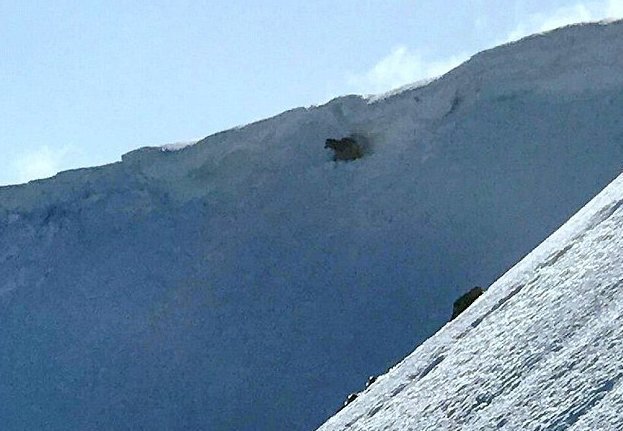 Герой-альпинист рискнул жизнью, чтобы спасти двух собак