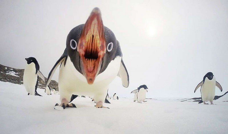 Такого пингвина ты не скоро забудешь