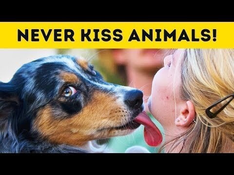 Никогда не целуйте животных 