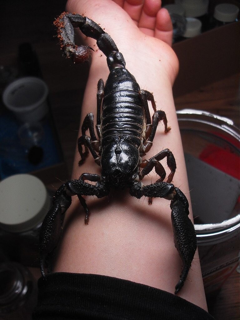 Просто скорпион на руке