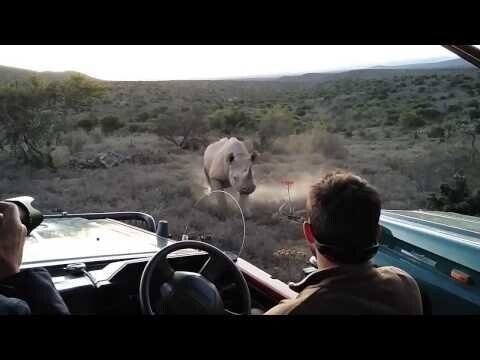 Носороги боятся громкого окрика 