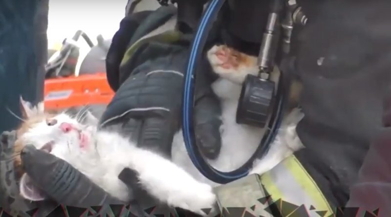 Пожарные вернули к жизни пострадавшего котика  