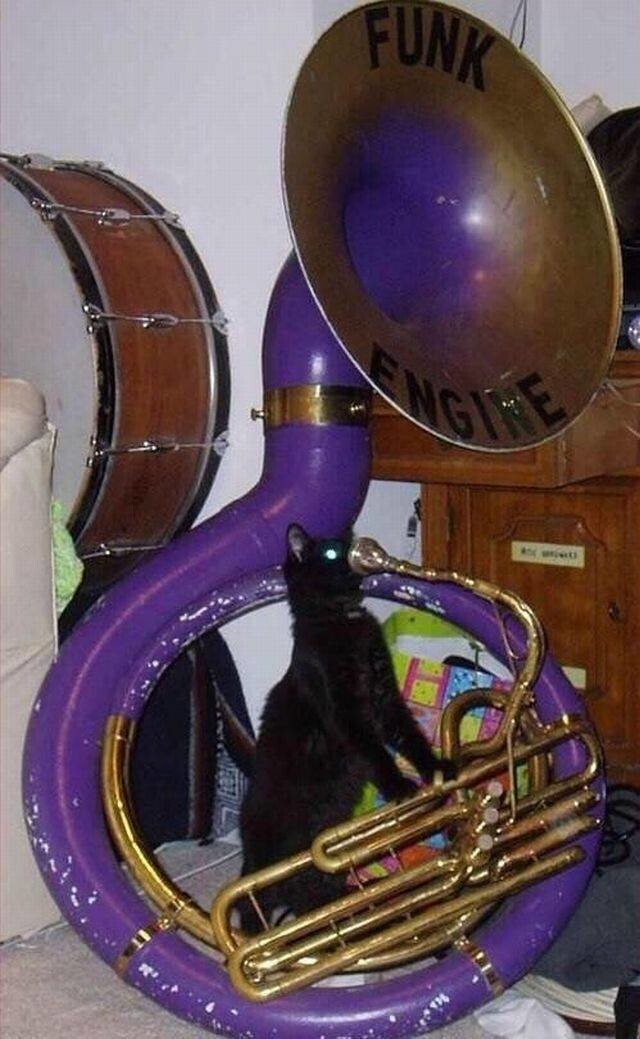 Кот-музыкант