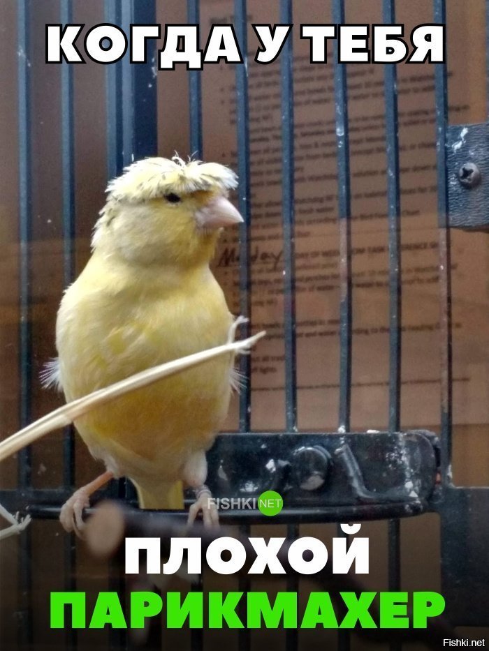 Плохой парикмахер