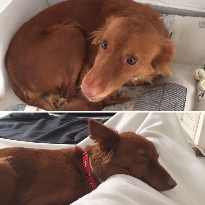Собаки из приюта: снимки до и после обретения семьи