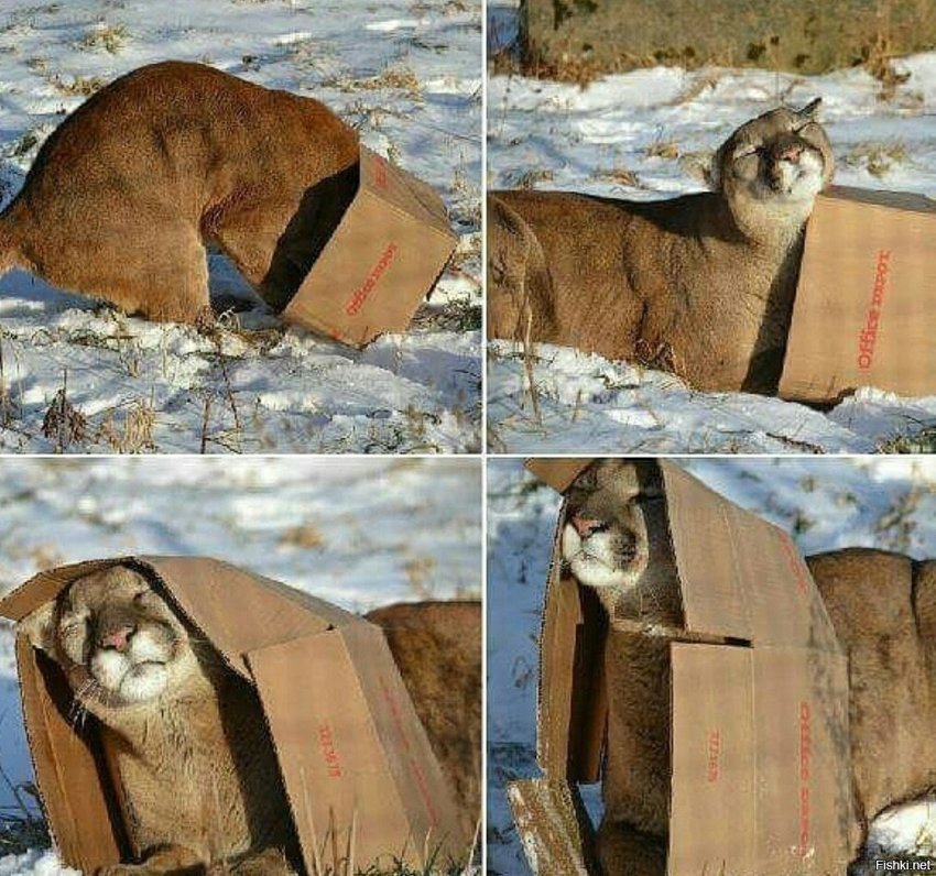 Все кошки любят коробки
