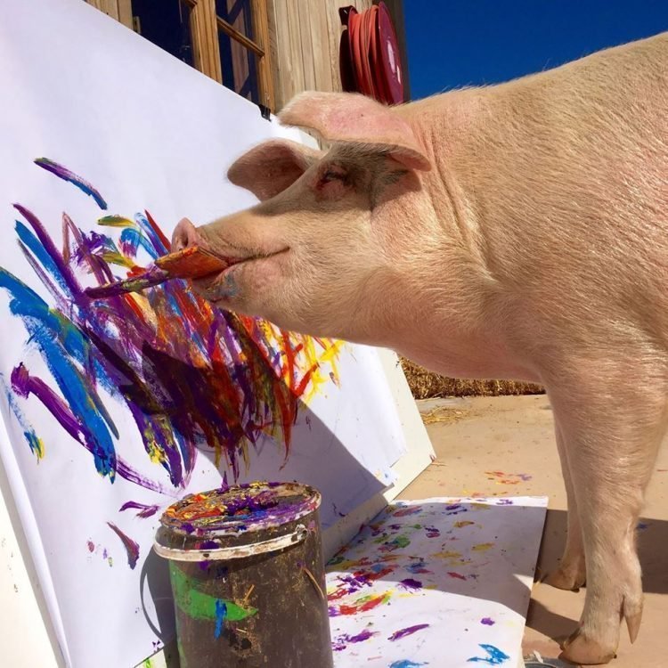 Свинка по кличке Пикассо рисует картины, которые раскупают за тысячи долларов
