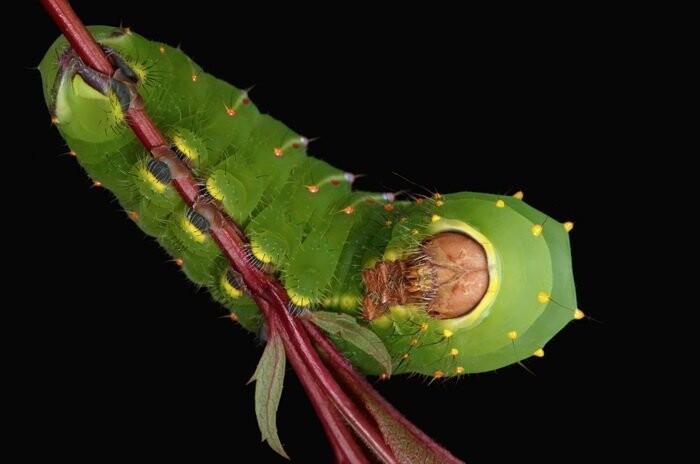 Фотограф демонстрирует разнообразие и красоту гусениц Новой Англии