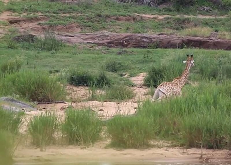 Спустя ещё час жирафу всё-таки удалось освободиться, но оказалось, что лапа животного сломана и он не может нормально передвигаться. Крокодил в это время лежал неподалеку и просто наблюдал за своей жертвой