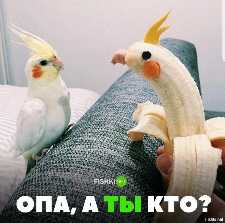 Опа, а ты кто?