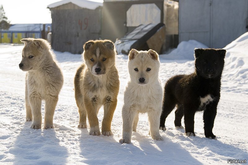 Солянка
