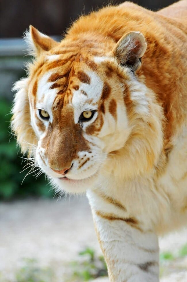 На нашей планете живет огромное количество удивительных животных, и золотой тигр – одно из них. Говорят, этот вид даже более редкий, чем уникальные белые тигры.