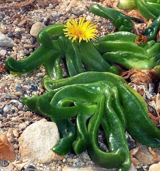 Glottiphyllum