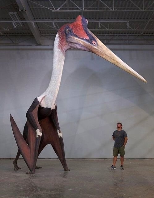 Это кетцалькоатль, крупнейший представитель отряда птерозавров. Весила эта птичка около 258 кг, рост примерно 10 метров.