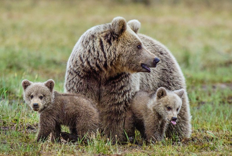 Медведица с медвежатами «вышла в люди» на одном из курортов Красной Поляны