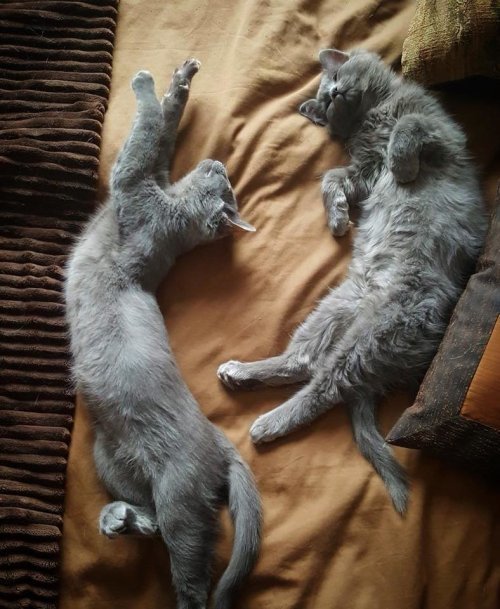 Счастливая история двух котят, спасенных от смертельных морозов