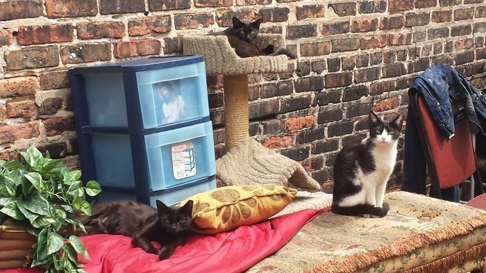 Бездомный оставил после себя сорок уличных кошек. Местные жители построили для них мини-городок