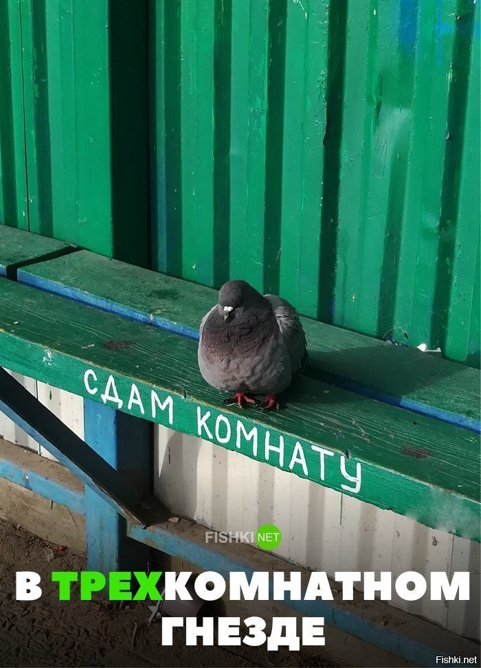 В трёхкомнатном гнезде