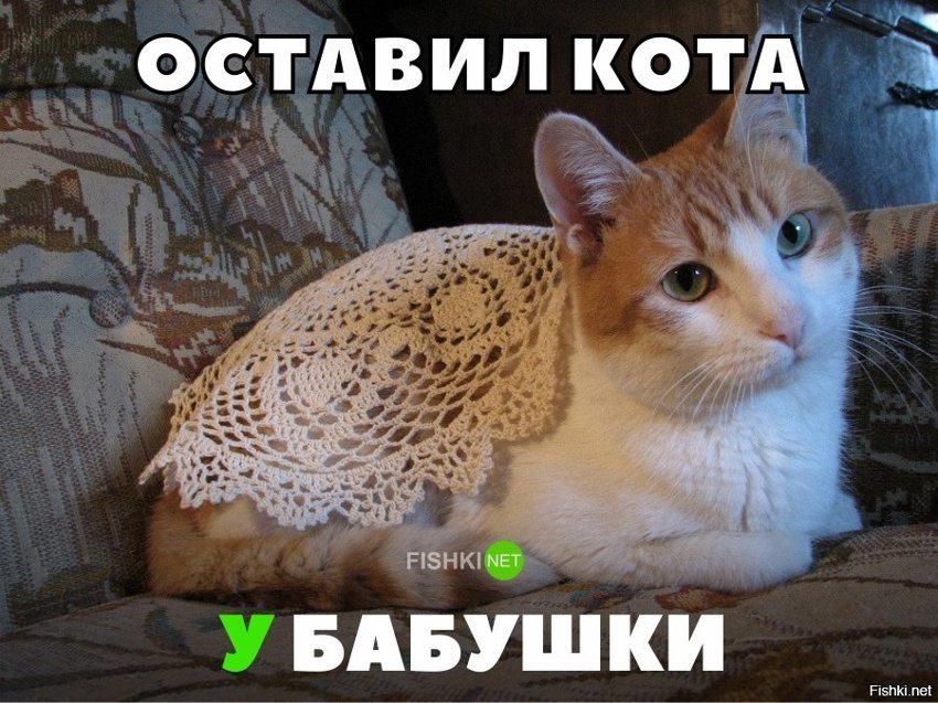 Оставил кота у бабушки