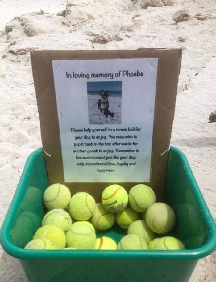 3. В память о своей умершей питомице хозяин положил теннисные мячики для других собак, чтобы те играли и радовались