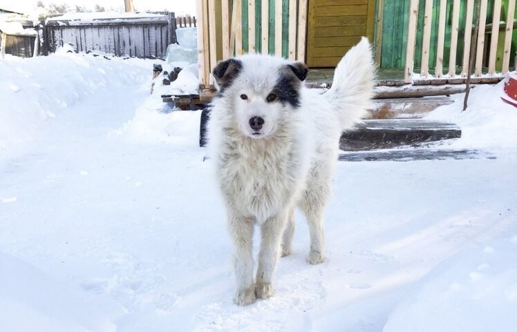 Увидев на пороге замерзающую от холода собаку люди решили ей помочь 