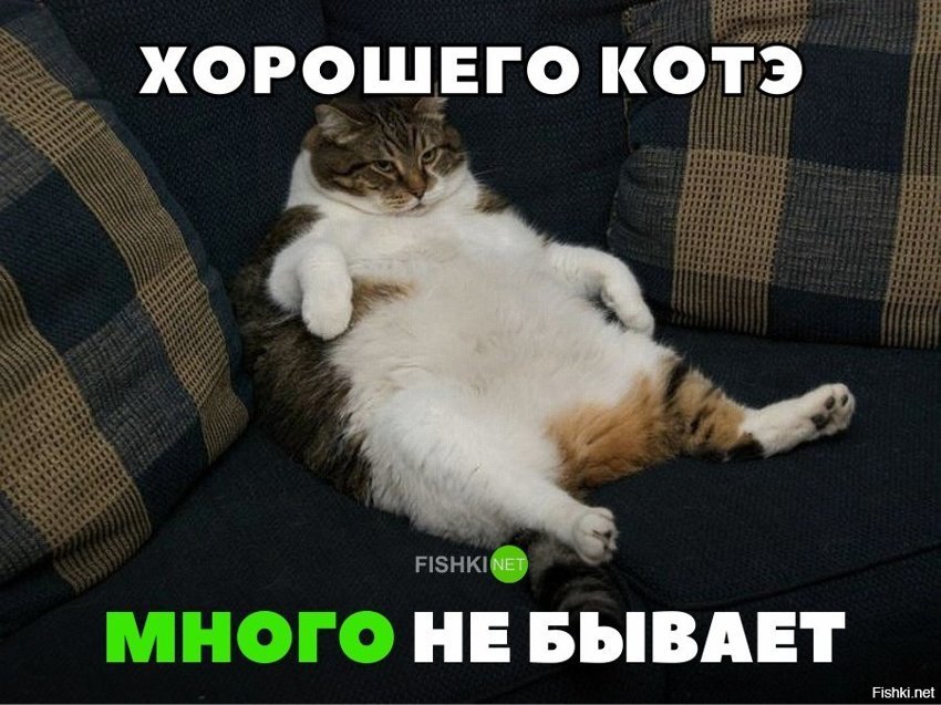 Хорошего котэ много не бывает