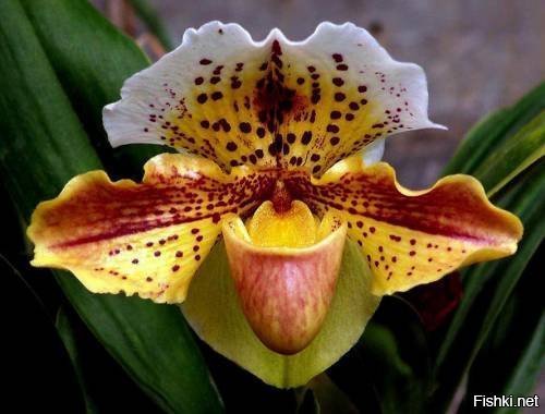 Самым дорогим цветком является золотая орхидея, стоимость одного цветка дости...