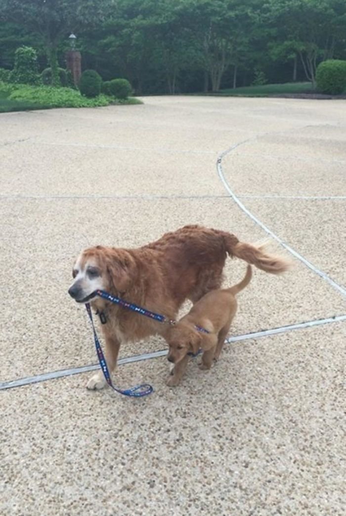13-летний ретривер выгуливает щенка