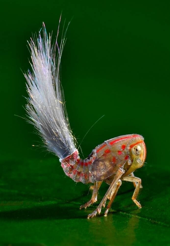 Многие виды насекомых Fulgoroidea выделяют воскообразный секрет, который иногда застывает, образуя длинные нити