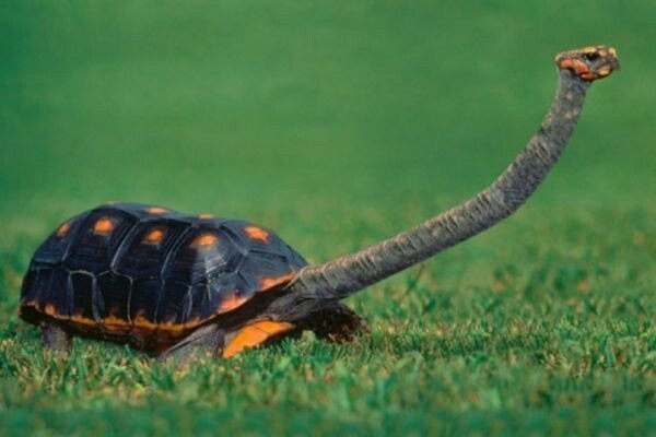 Австралийская  восточная длинношеяя  сухопутная черепаха