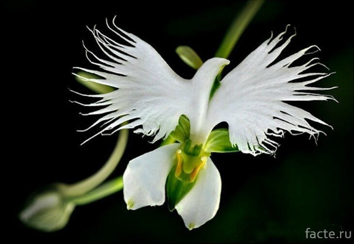 Орхидея Хабинария радиата
