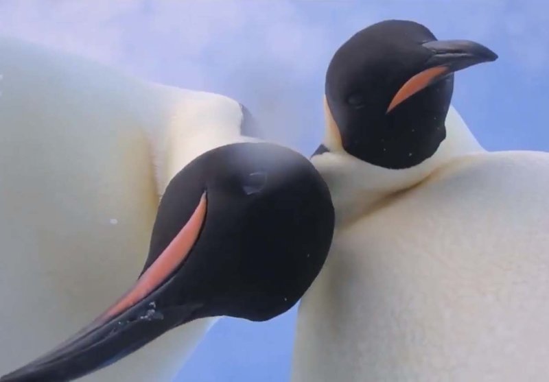 Увлеченная позированием пара сдобных пингвинов попала на видео