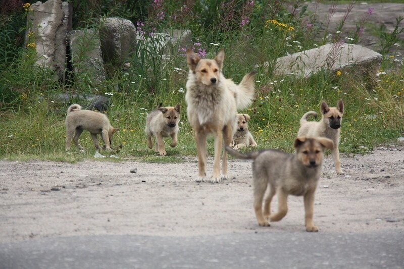 Кандалакша