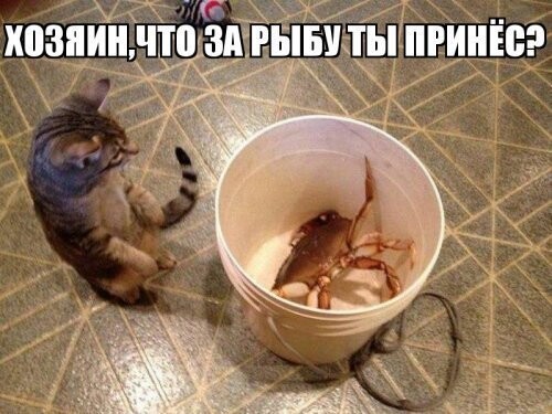 Субботний котопост