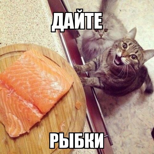 Субботний котопост