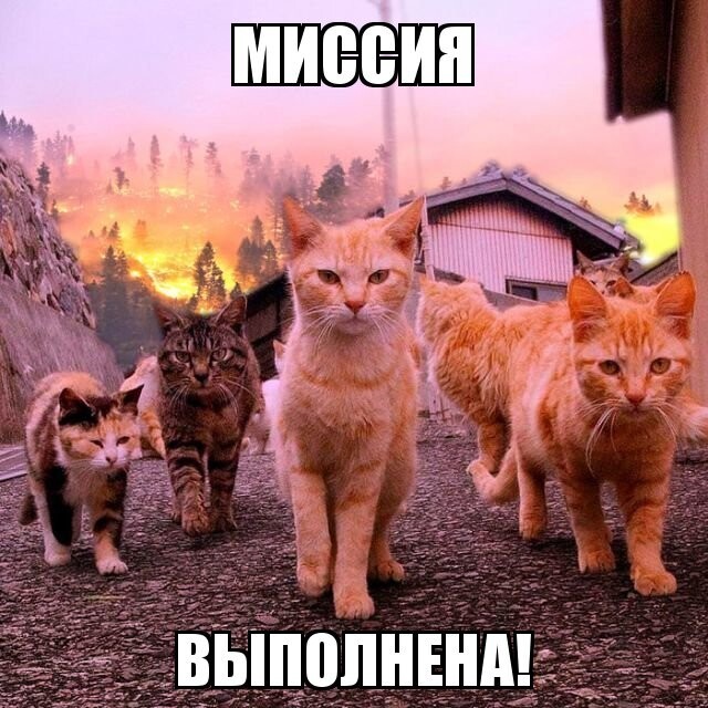 Субботний котопост