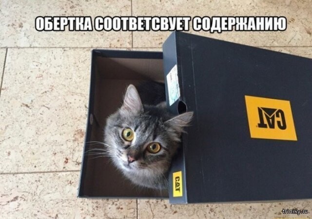 Субботний котопост