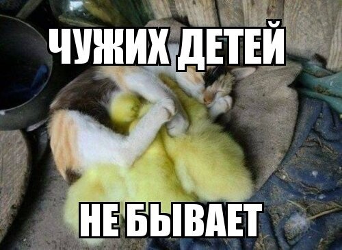 Субботний котопост