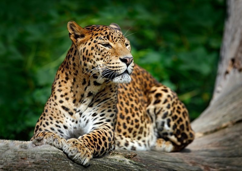 Дикий леопард заблудился в городских кварталах