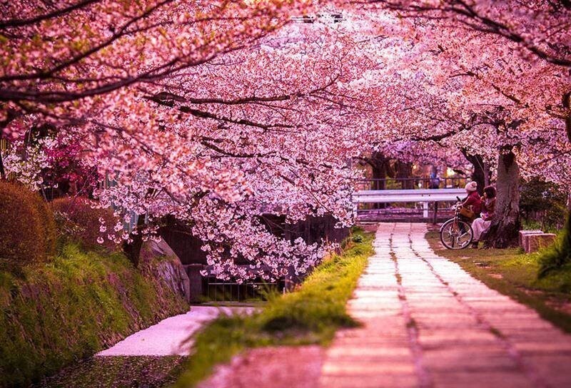 Южная Корея, Сеул, озеро Сокчон, остров Чеджу - в конце марте начале апреля зацветают вишневые деревья (поткотт), известные туристам также как «корейская сакура»