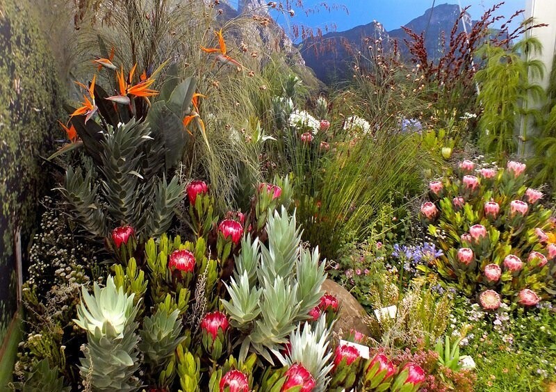 Ботанический сад Кирстенбош, Кейптаун -528 га, где произрастает несколько тысяч растений, среди которых немало редких и исчезающих видов