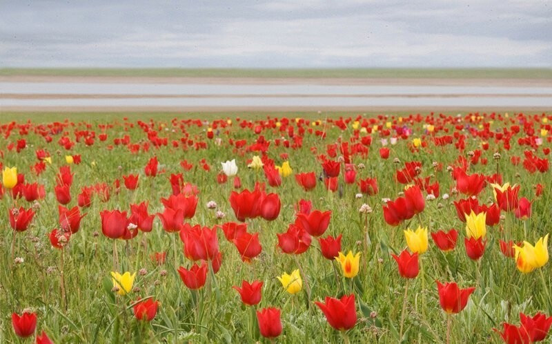 Степи Калмыкии в начале мая покрываются ковром из тюльпанов