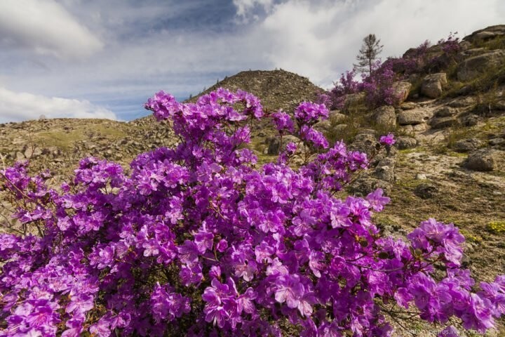 Во второй половине апреля стоит посетить праздник, проходящий на Алтае - цветение маральника