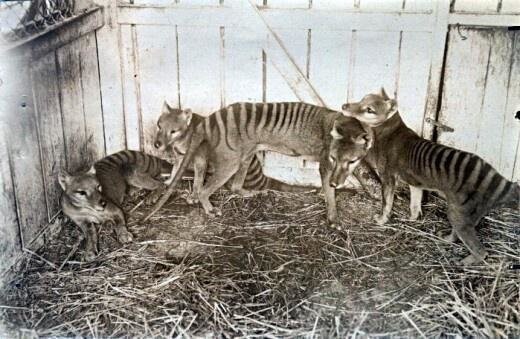 Так выглядели сумчатые волки. Фото 1910 года. Сейчас этот вид полностью исчез. Австралийские ученые пытаются воскресить вид путем клонирования.